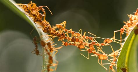 ant mega colony|This Three.